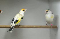 Pied Goldfinches