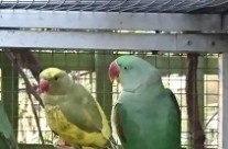 Alexandrine and Pied Ringneck