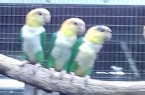 Caiques