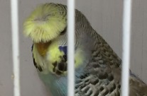 Crested Budgie