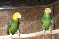 Double Yellow-Headed Amazons