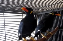 Greater Hill Mynah Birds