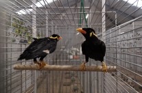 Greater Hill Mynah’s