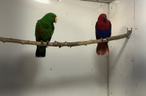 Redsided Eclectus Breeding Pair