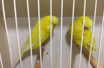 Latino Budgies