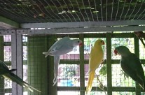 Parakeets 001