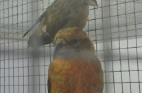 Parrot Crossbills