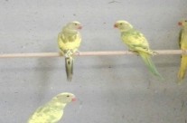 Pied Ringnecks