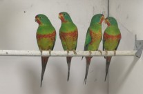 Red-fronted Swift Parakeets