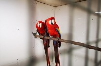 Scarlet Macaws