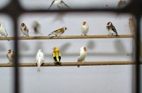 Siberian Gold Finches