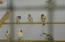 Siberian Mutation Goldfinches