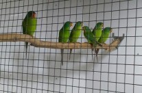 Swift Parakeets