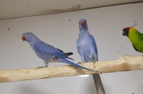 Violet Ringnecks