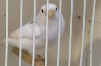 White Bullfinch